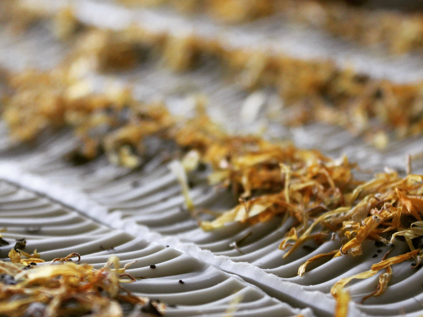 Bar Soap | Eucalyptus